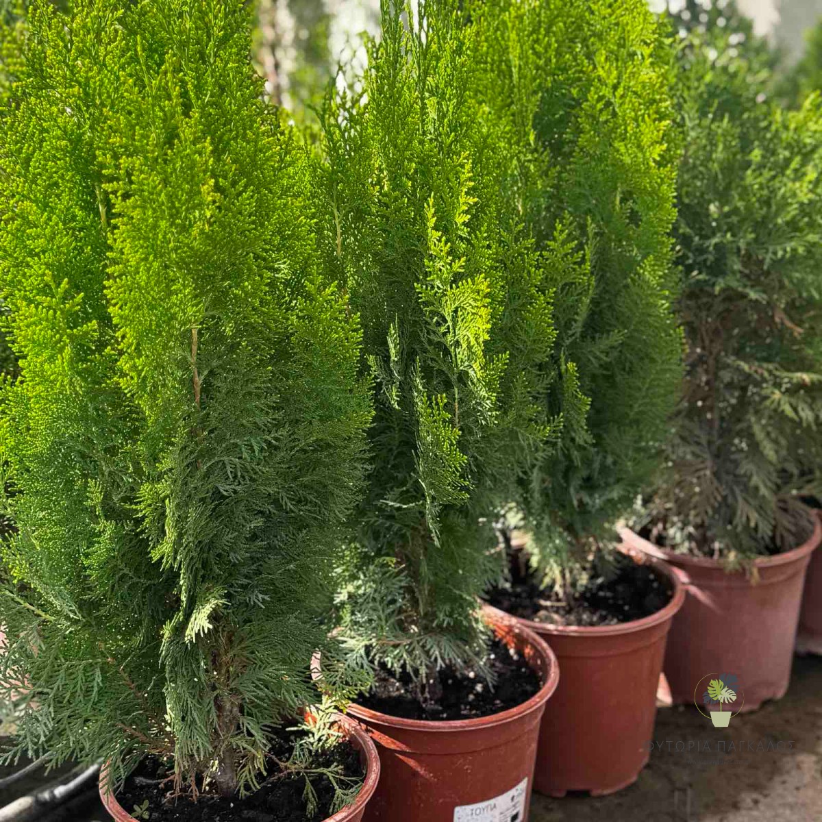 Τούγια (Thuja emerald) – Αειθαλές Κωνοφόρο για Φράχτη  - 1
